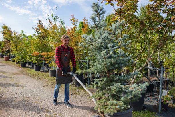 Best Affordable Tree Service  in Bryant, WA